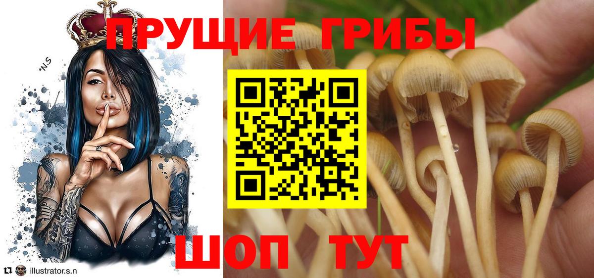Псилоцибиновые грибы Cubensis Шелехов